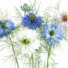 nigella-miss-jekyll double-mix-seed