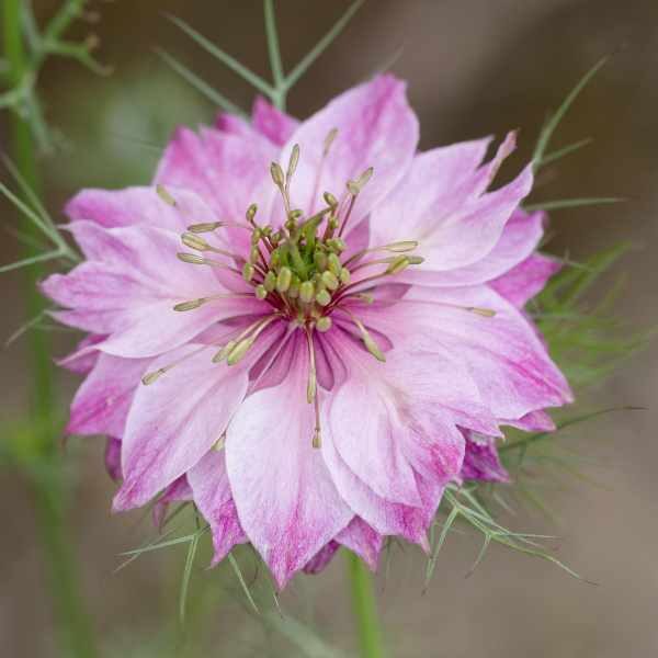 nigella-miss-jekyll double-mix-seed2 nigella-miss-jekyll double-mix-seed2