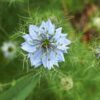 nigella-miss-jekyll double-mix-seed3