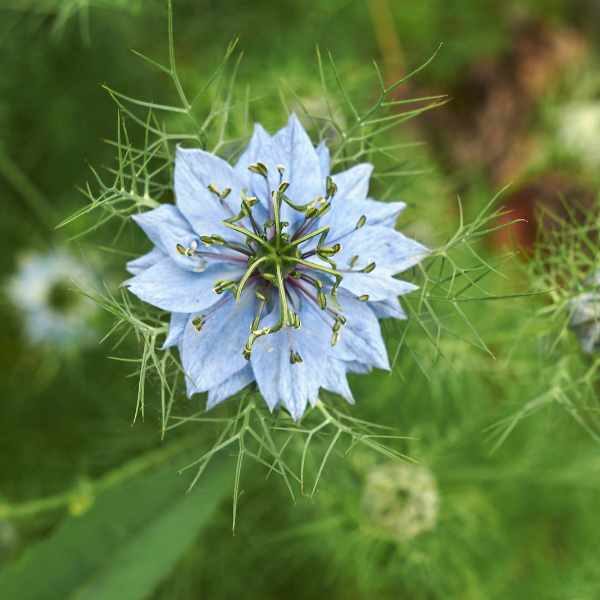 nigella-miss-jekyll double-mix-seed3 nigella-miss-jekyll double-mix-seed3