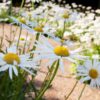 white-chrysanthemum-seeds2