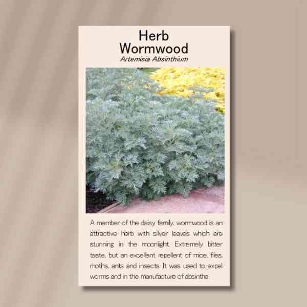 wormwood-front wormwood-front