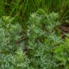 wormwood-seeds-2