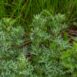 wormwood-seeds-2