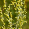 wormwood-seeds-3