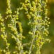 wormwood-seeds-3