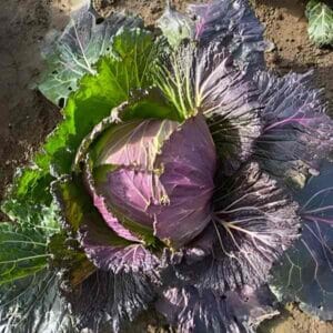 cabbage-verona-purple-seeds-1