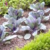 cabbage-verona-purple-seeds-3