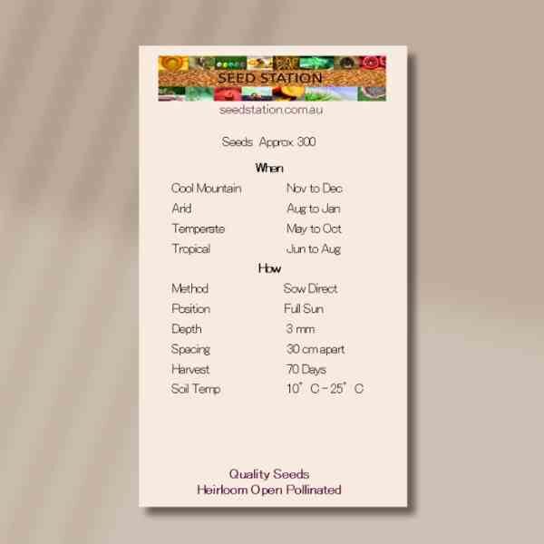 cornflower-blue-back cornflower-blue-back