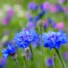 cornflower-blue-boy-seed