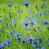 cornflower-blue-boy-seeds-1