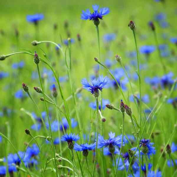 cornflower-blue-boy-seeds-1 cornflower-blue-boy-seeds-1