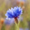 cornflower-blue-boy-seeds-2