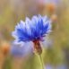 cornflower-blue-boy-seeds-2