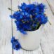 cornflower-blue-boy-seeds-3