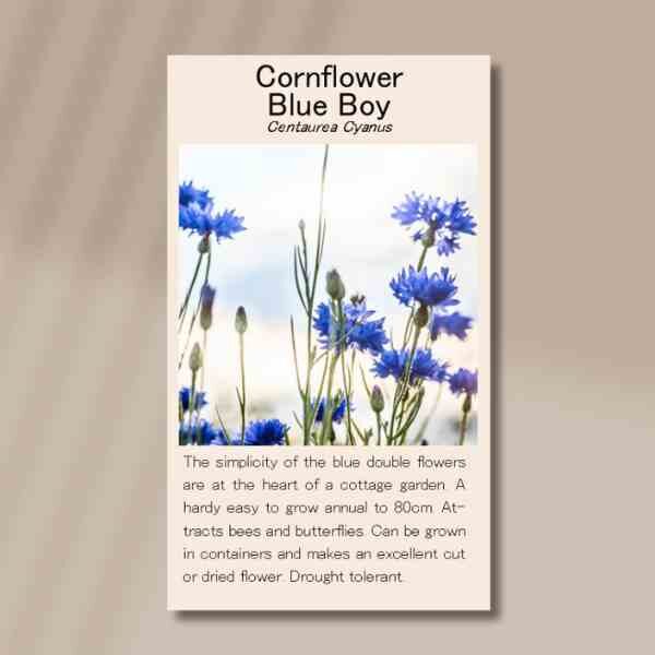 cornflower-blue-front cornflower-blue-front