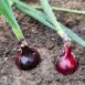 onion-amposta-purple-plant-seeds