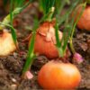 onion-pukekohe-seeds-1