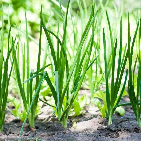 onion-pukekohe-seeds-2 onion-pukekohe-seeds-2