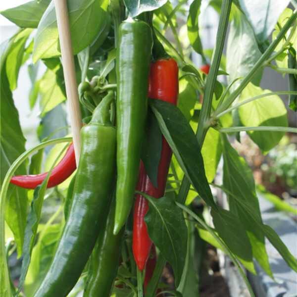 chilli-serrano-seed