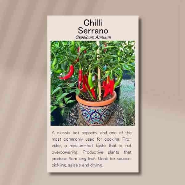 chilli-serrano-seeds-front chilli-serrano-seeds-front
