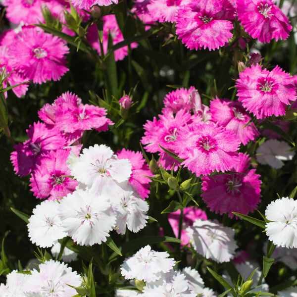 dianthus-wee-willie-seed