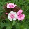 dianthus-wee-willie-seed2