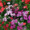 dianthus-wee-willie-seed4