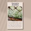 gypsophila-snowflake-seed-packet-front