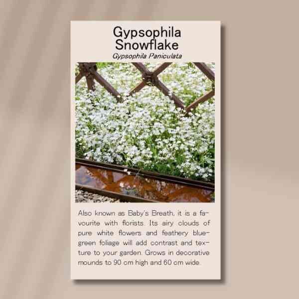 gypsophila-snowflake-seed-packet-front gypsophila-snowflake-seed-packet-front