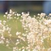 gypsophilia-snowflake-seed