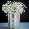 gypsophilia-snowflake-seed-2