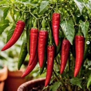 serrano-chilli-seeds-3
