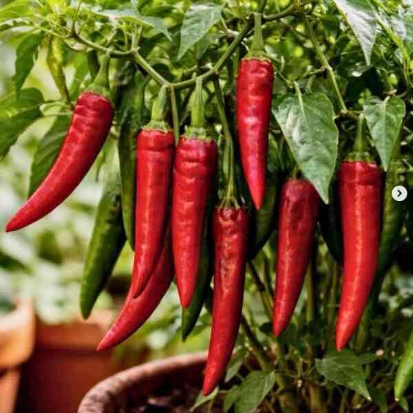 serrano-chilli-seeds-3 serrano-chilli-seeds-3