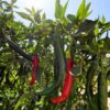 serrano-chilli-seeds-4
