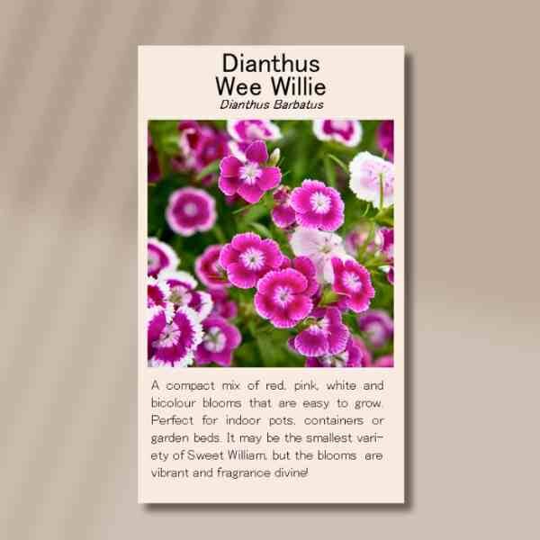 wee-willie-front wee-willie-front