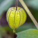 cape-gooseberry-seeds-2