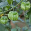 cape-gooseberry-seeds-3