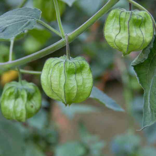 cape-gooseberry-seeds-3 cape-gooseberry-seeds-3