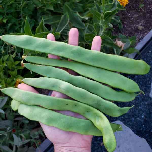 bean-pioneer-seeds-2 bean-pioneer-seeds-2