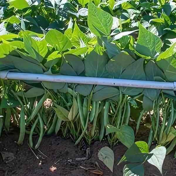 bean-pioneer-seeds-3 bean-pioneer-seeds-3