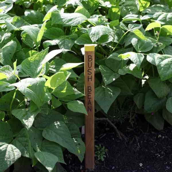 bean-pioneer-seeds-4 bean-pioneer-seeds-4