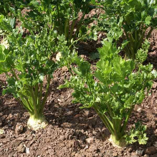 celeriac-white-alabaster-seeds-1 celeriac-white-alabaster-seeds-1