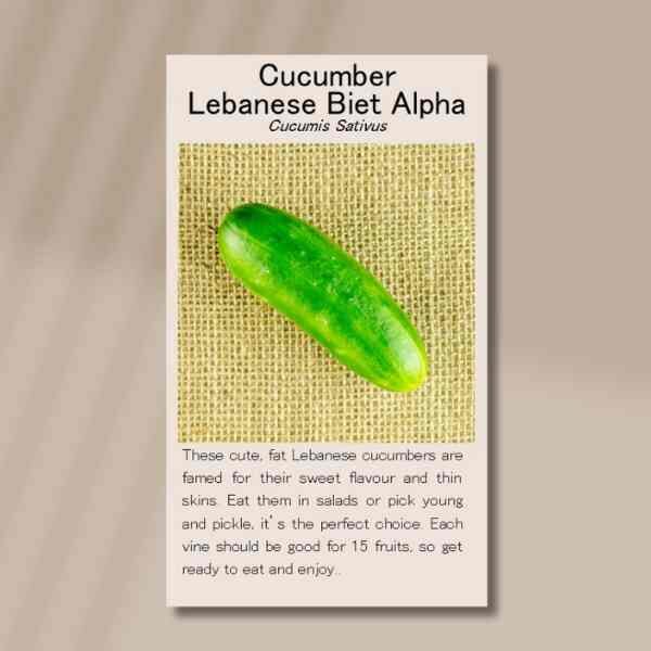 cucumber-biet-alpha-seeds-front cucumber-biet-alpha-seeds-front