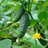 cucumber-lebanese-biet-alpha-seeds