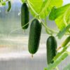 cucumber-lebanese-biet-alpha-seeds-3