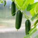 cucumber-lebanese-biet-alpha-seeds-3