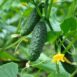 cucumber-lebanese-biet-alpha-seeds