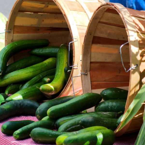 cucumber-marketmore-seed