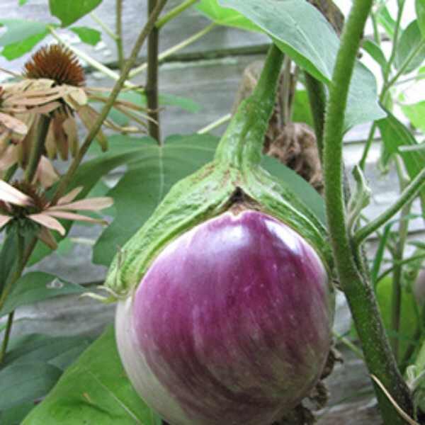 eggplant-rosa-bianca-seeds-3 eggplant-rosa-bianca-seeds-3